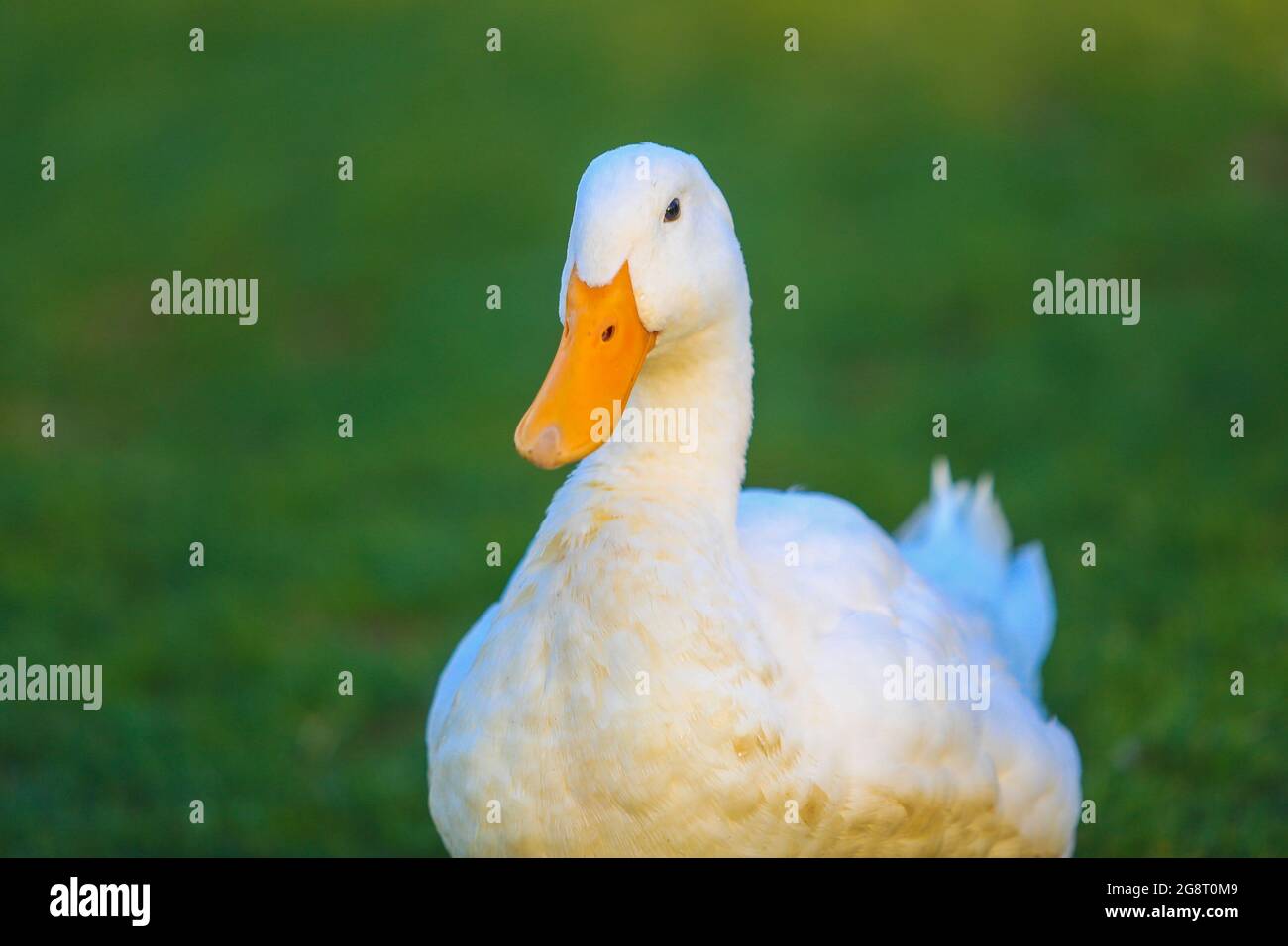 Anas platyrhynchos, patos de vida silvestre en humedal, Pato. (Foto: Luis Gutiérrez / NortePhoto.com). Anas platyrhynchos, patos de vida silvestre Foto de stock