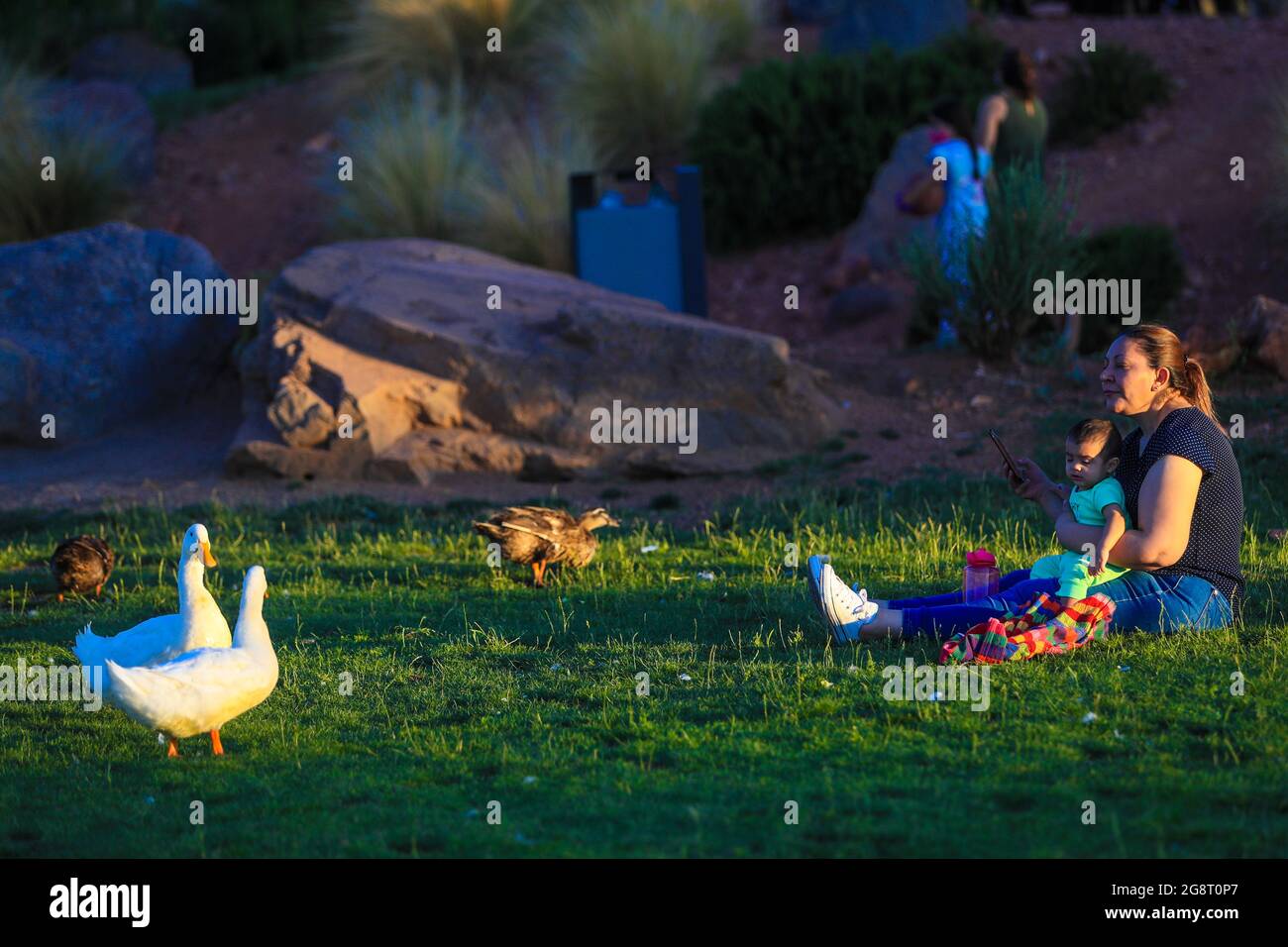 Los patos silvestres coexisten con la gente en el humedal, Pato. (Foto: Luis Gutiérrez / NortePhoto.com) patos de vida silvestre conviven con personas en humed Foto de stock