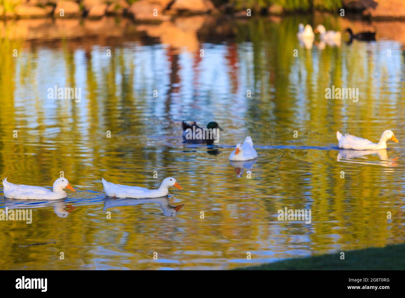 Anas platyrhynchos, patos de vida silvestre en humedal, Pato. (Foto: Luis Gutiérrez / NortePhoto.com). Anas platyrhynchos, patos de vida silvestre Foto de stock