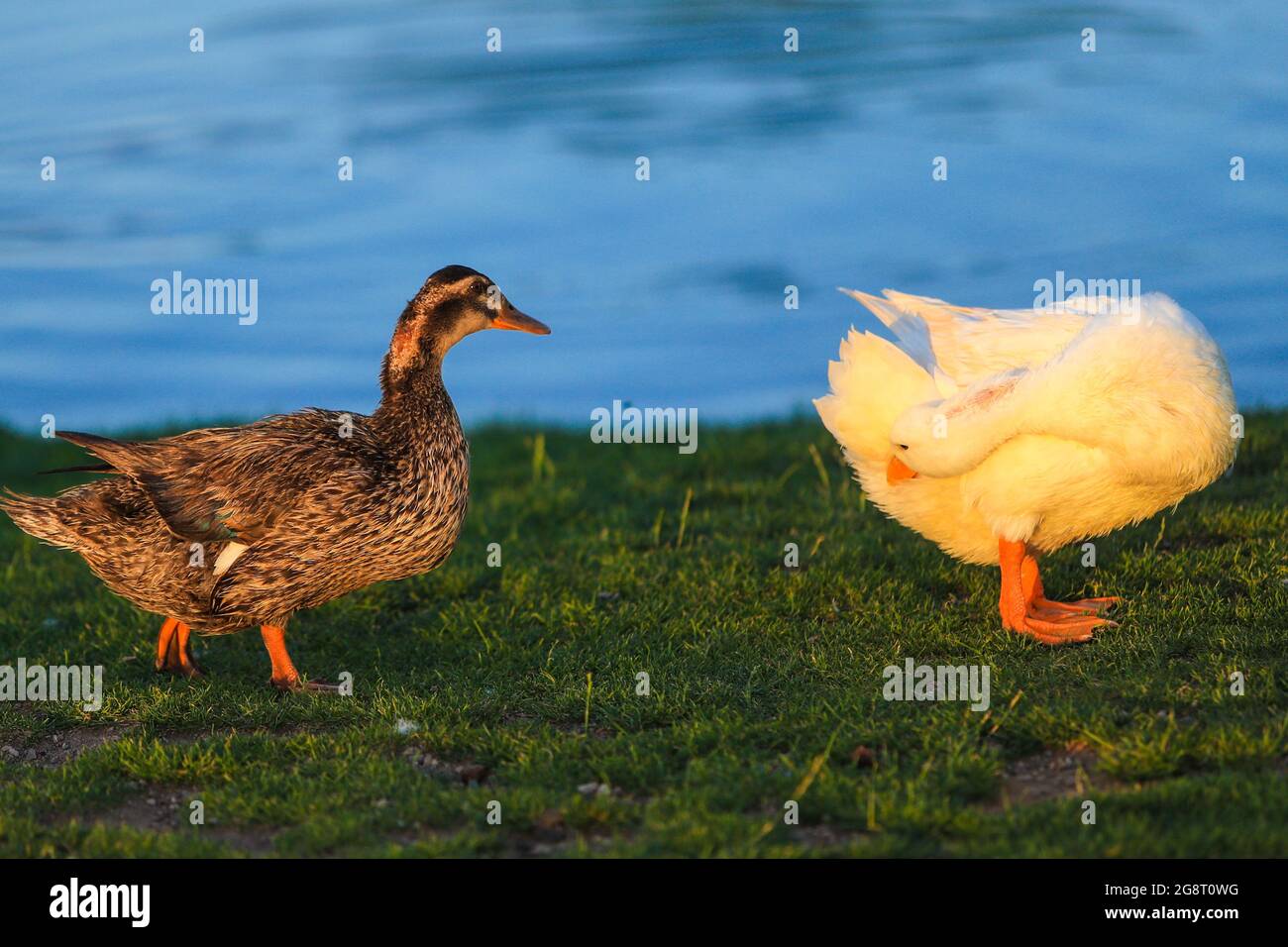 Patos silvestres en wetland.duck.. (Foto: Luis Gutiérrez / NortePhoto.com). Patos de vida silvestre en humedal, Pato. (Foto: Luis Gutiérrez / NortePh Foto de stock