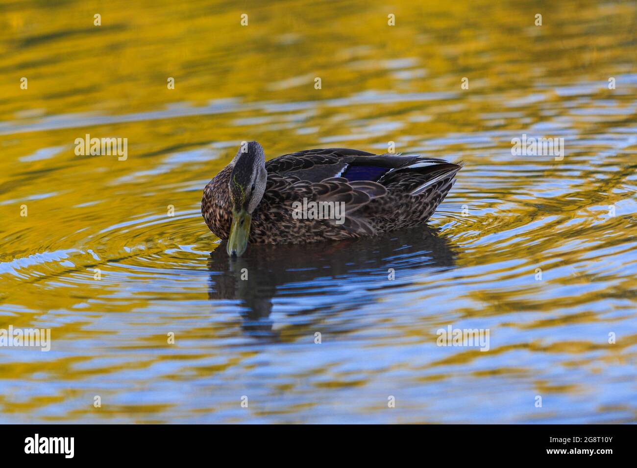 Patos silvestres en wetland.duck.. (Foto: Luis Gutiérrez / NortePhoto.com). Patos de vida silvestre en humedal, Pato. (Foto: Luis Gutiérrez / NortePh Foto de stock