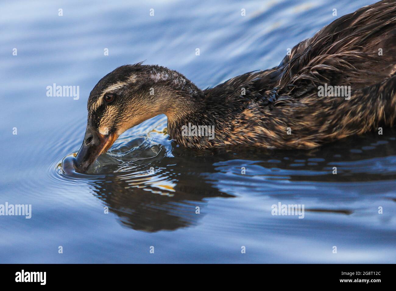 Patos silvestres en wetland.duck.. (Foto: Luis Gutiérrez / NortePhoto.com). Patos de vida silvestre en humedal, Pato. (Foto: Luis Gutiérrez / NortePh Foto de stock