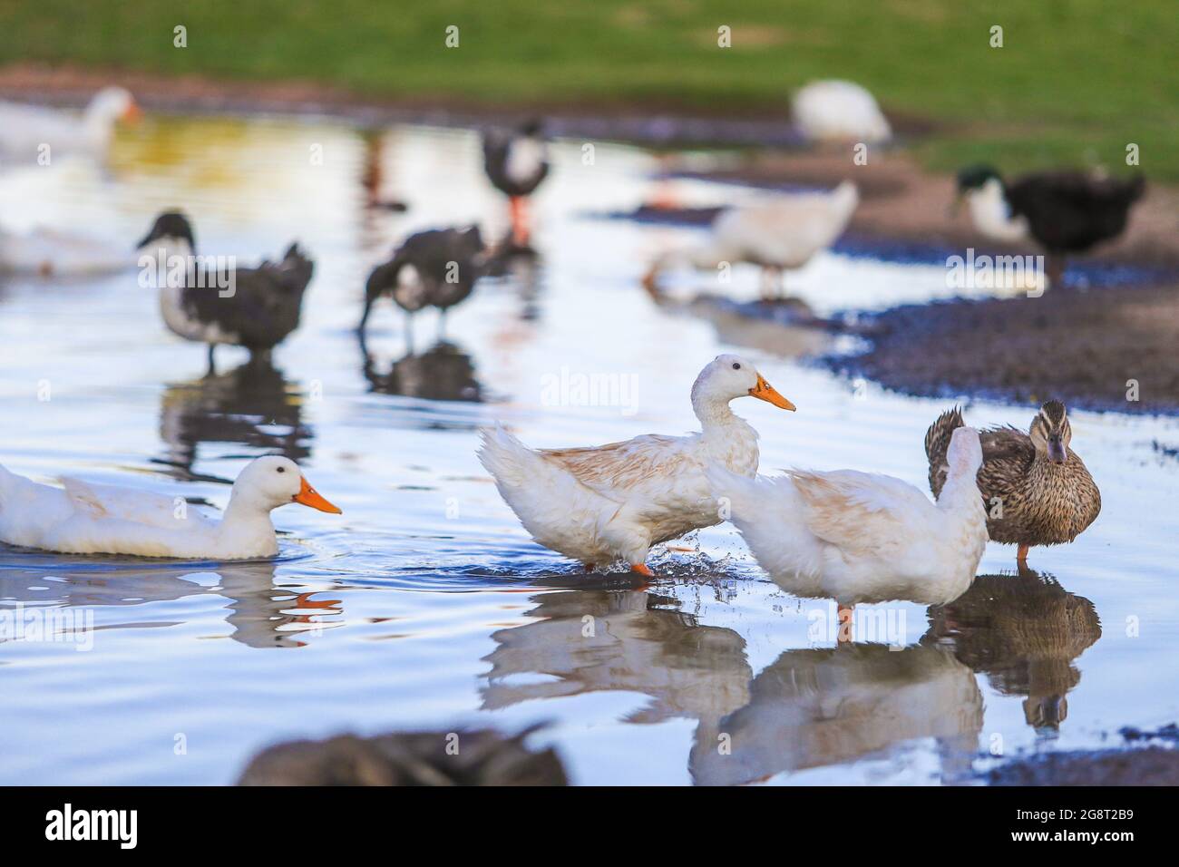 Patos silvestres en wetland.duck.. (Foto: Luis Gutiérrez / NortePhoto.com). Patos de vida silvestre en humedal, Pato. (Foto: Luis Gutiérrez / NortePh Foto de stock