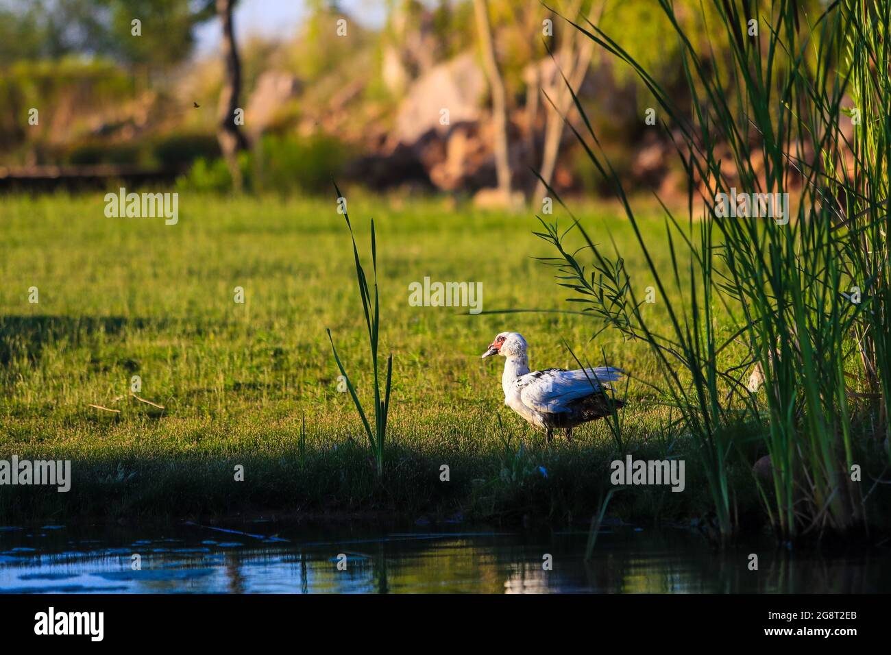 Patos silvestres en wetland.duck.. (Foto: Luis Gutiérrez / NortePhoto.com). Patos de vida silvestre en humedal, Pato. (Foto: Luis Gutiérrez / NortePh Foto de stock