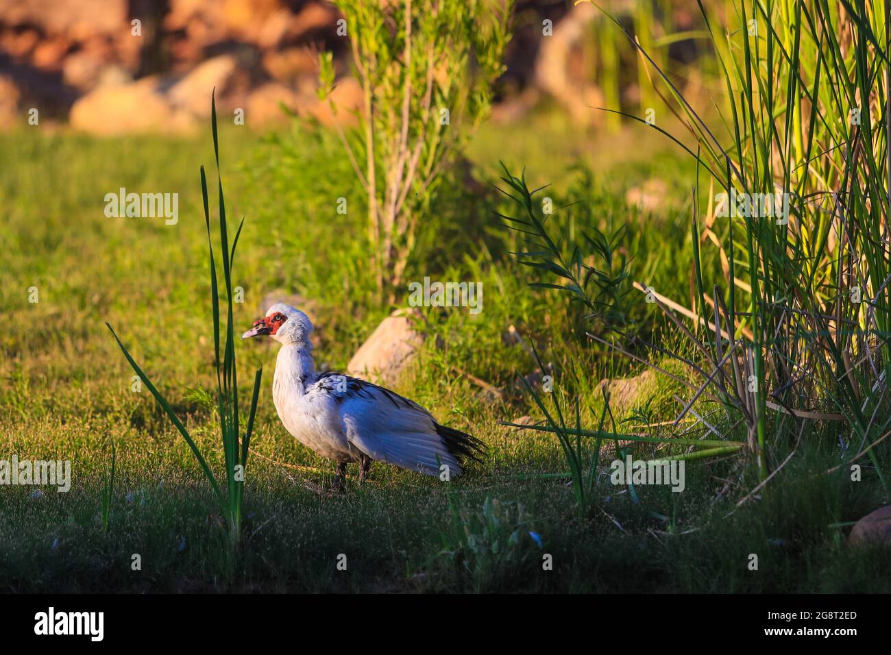 Patos silvestres en wetland.duck.. (Foto: Luis Gutiérrez / NortePhoto.com). Patos de vida silvestre en humedal, Pato. (Foto: Luis Gutiérrez / NortePh Foto de stock