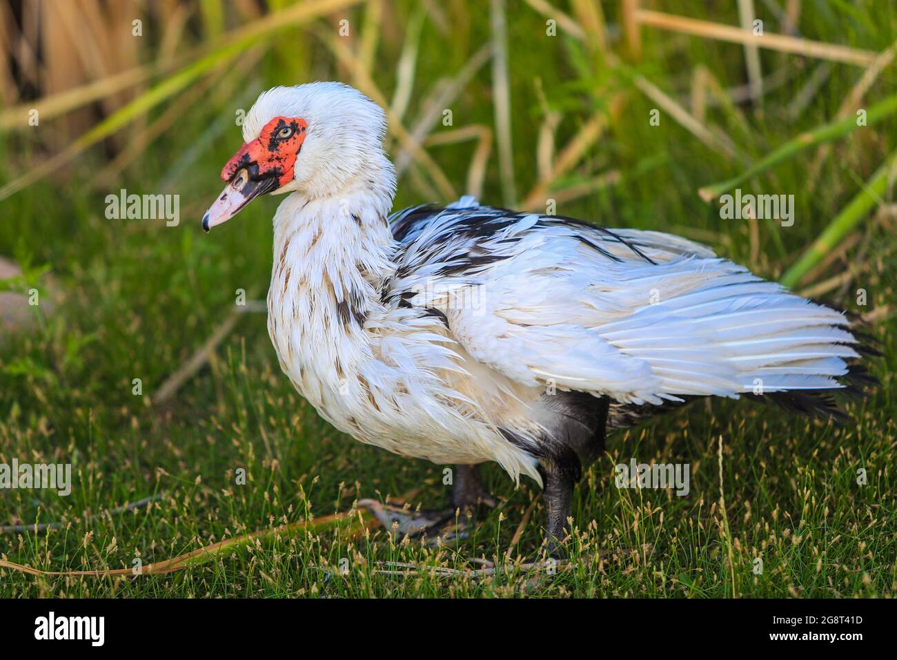 Patos silvestres en wetland.duck.. (Foto: Luis Gutiérrez / NortePhoto.com). Patos de vida silvestre en humedal, Pato. (Foto: Luis Gutiérrez / NortePh Foto de stock