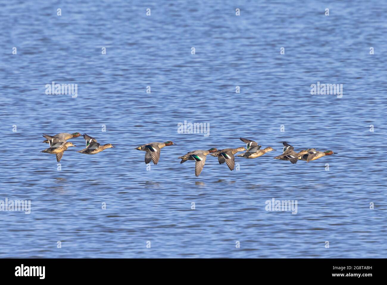 Té de alas verdes (Anas crecca), huéspedes de invierno, pequeño enjambre volteando cerca de la superficie del agua, Alemania, Baviera Foto de stock