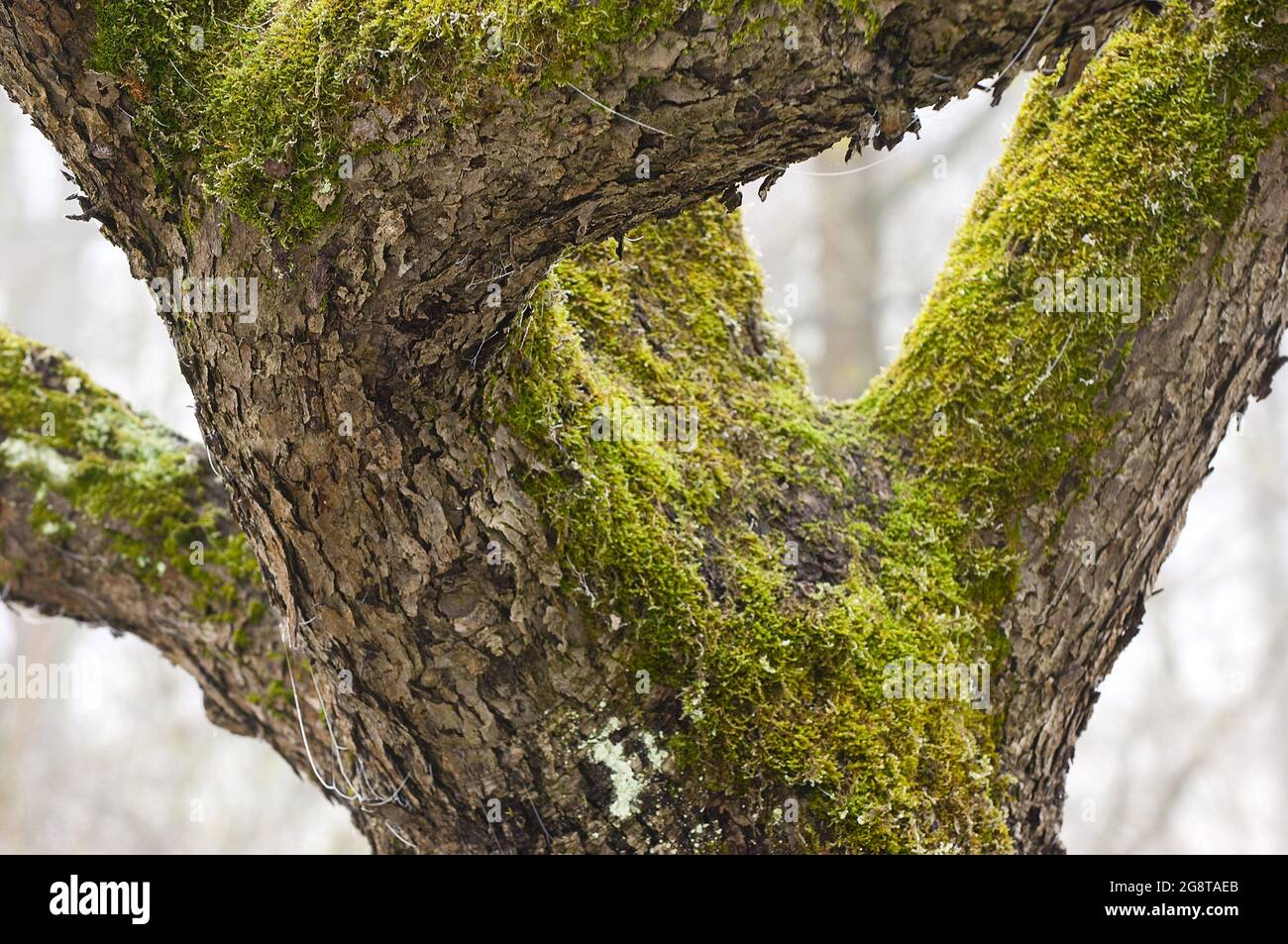 moss en un tronco de árbol, Alemania Foto de stock