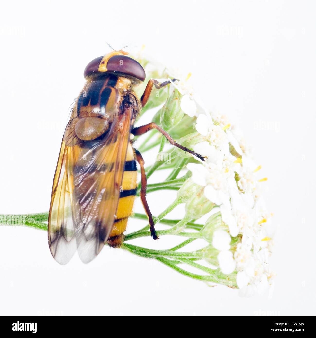 Vuelo (Volucella inanis), en yarrow, Austria Foto de stock