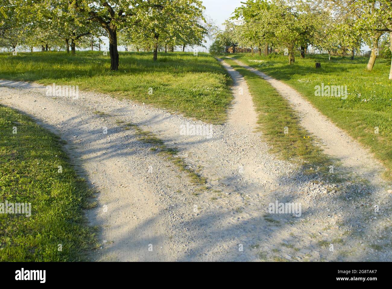 Separación de un camino en un prado de árboles frutales, Alemania, Erligheim Foto de stock