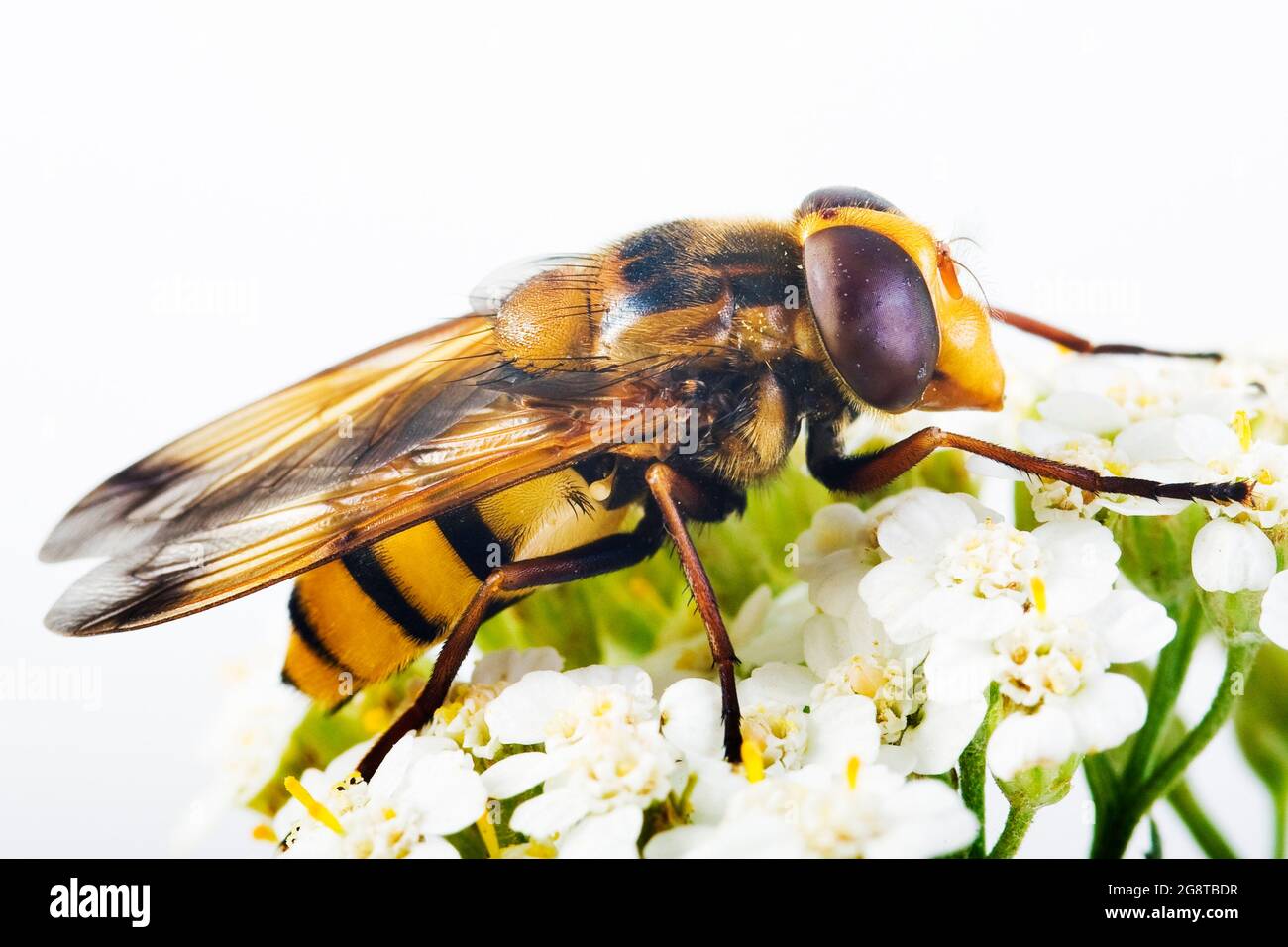 Vuelo (Volucella inanis), en yarrow, Austria Foto de stock