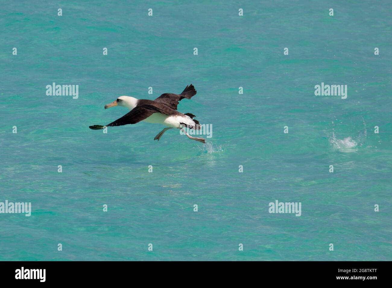 Albatros de Laysan que corren a lo largo de la superficie del agua durante el despegue en el Monumento Nacional Marino Papahanaumokuakea, Océano Pacífico Norte Foto de stock