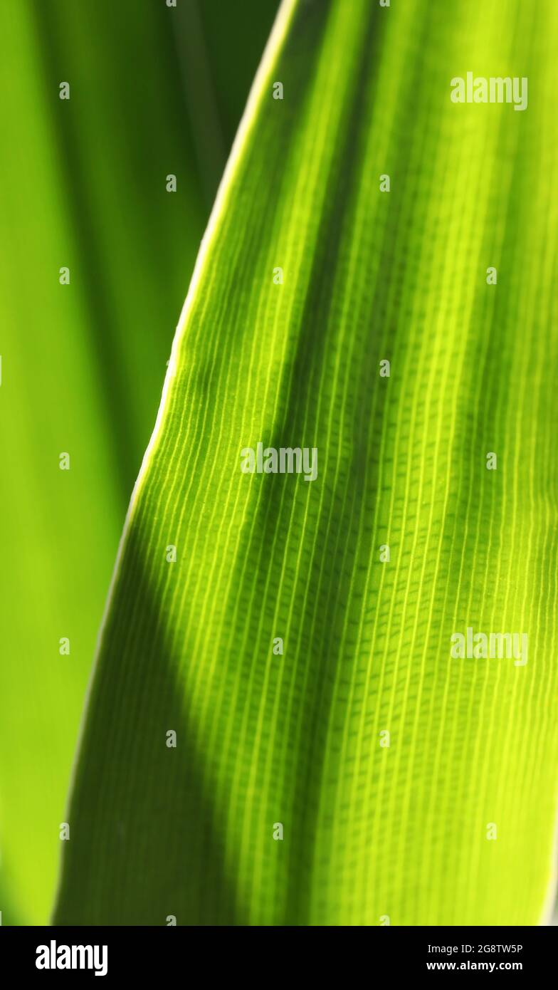 Una imagen macro de cerca del patrón celular y la estructura en una hoja de planta amarilla y verde brillante. Color retroiluminado fuerte en un composit vertical Foto de stock