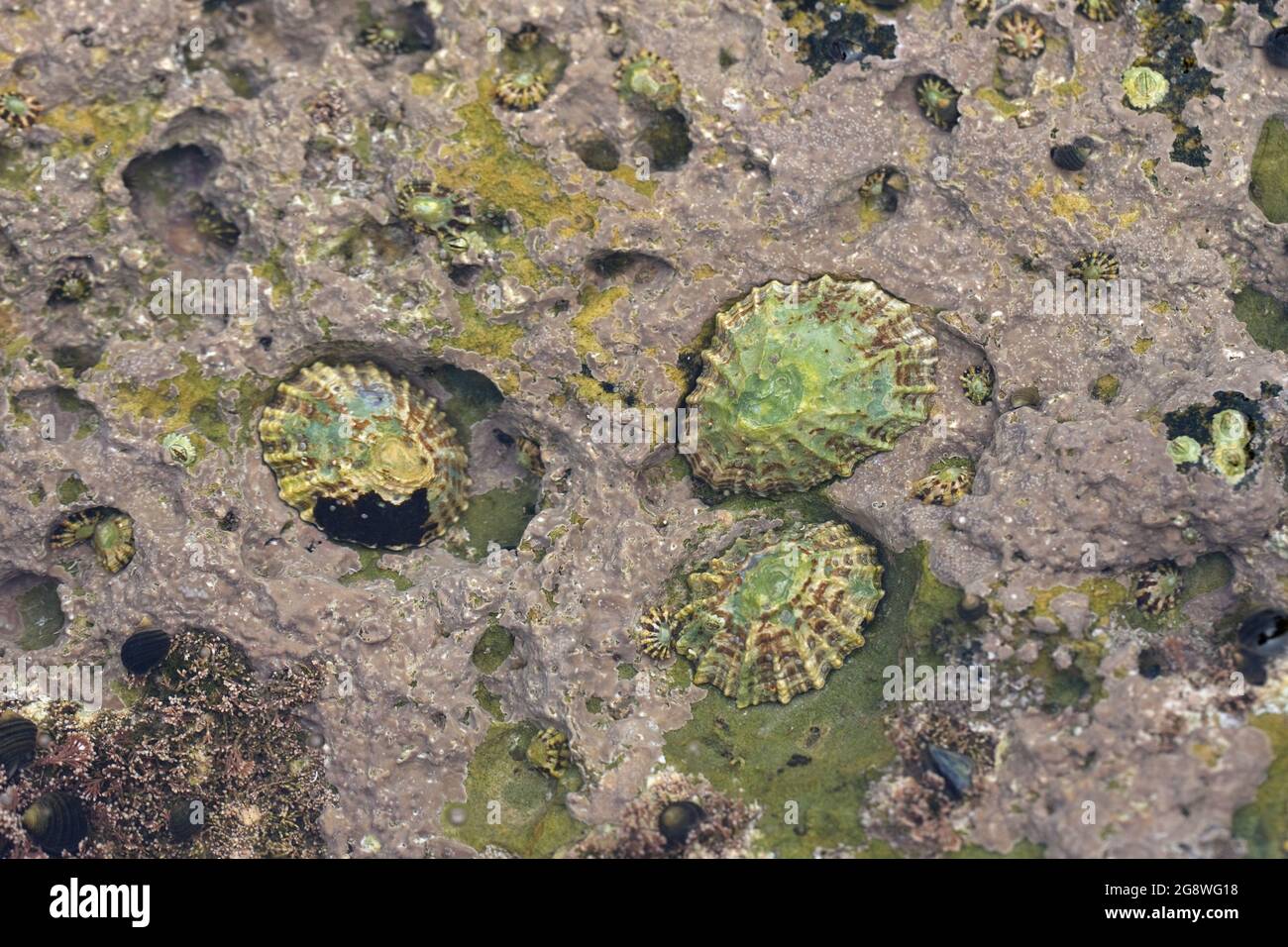 Conchas comunes de Limpet (Patella vulgata) en la roca Filey Yorkshire GB Reino Unido junio de 2021 Foto de stock