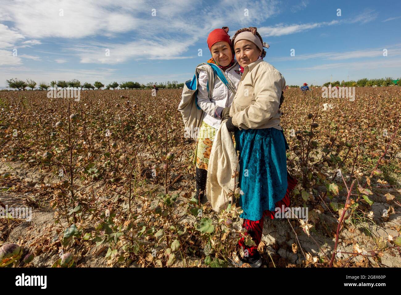 Mujeres uzbekas en el campo del algodón cosechando algodón en las afueras de Samarcanda, Uzbekistán Foto de stock