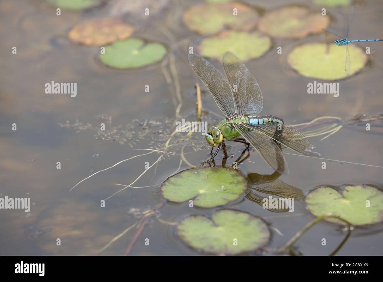 Una sola hembra emperador libélula Anax imperator; ponedora de huevos en un pequeño estanque, Cotswolds, Reino Unido Foto de stock