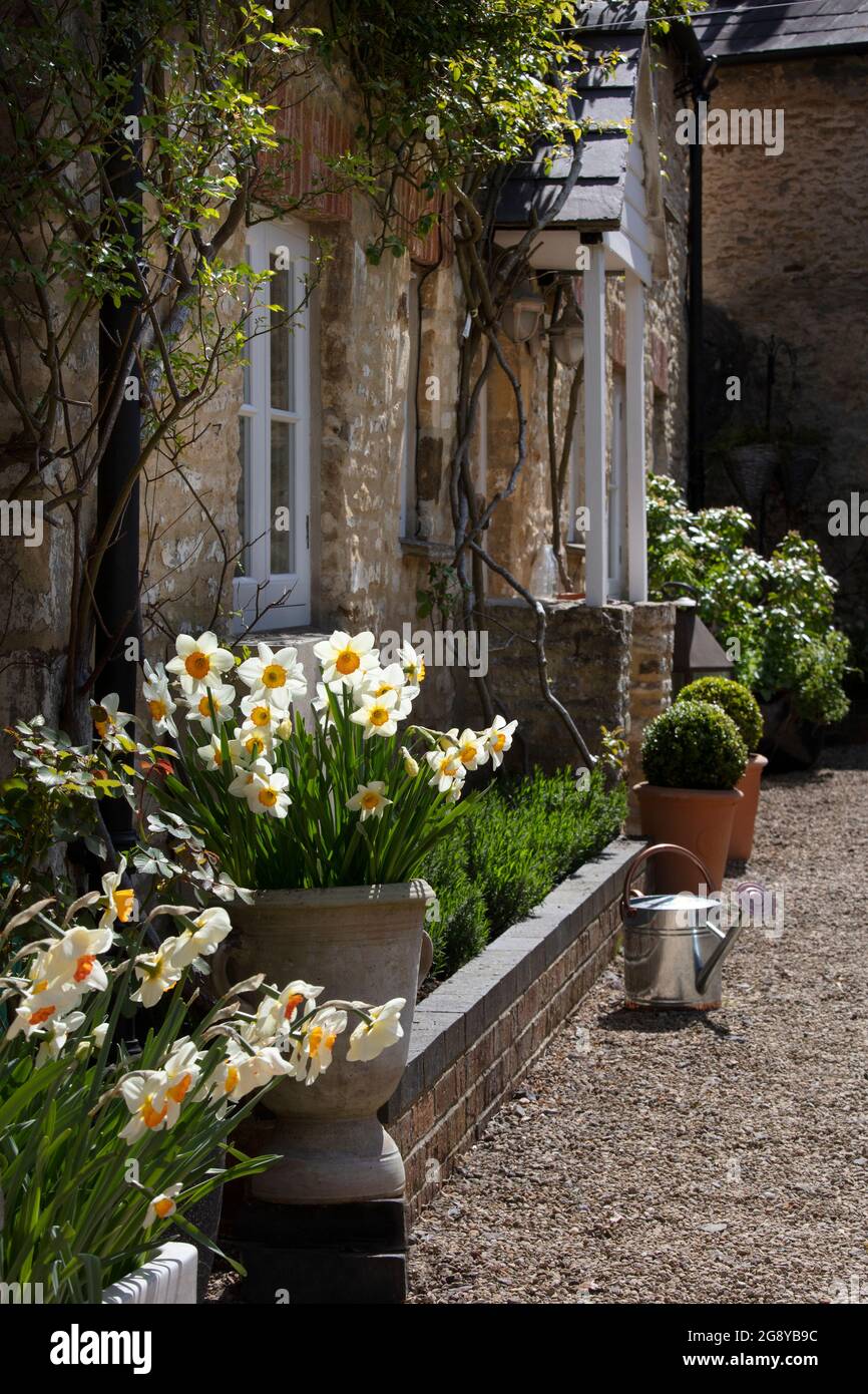 Bonita casa frente a la frontera con narcisos de primavera, Inglaterra Foto de stock