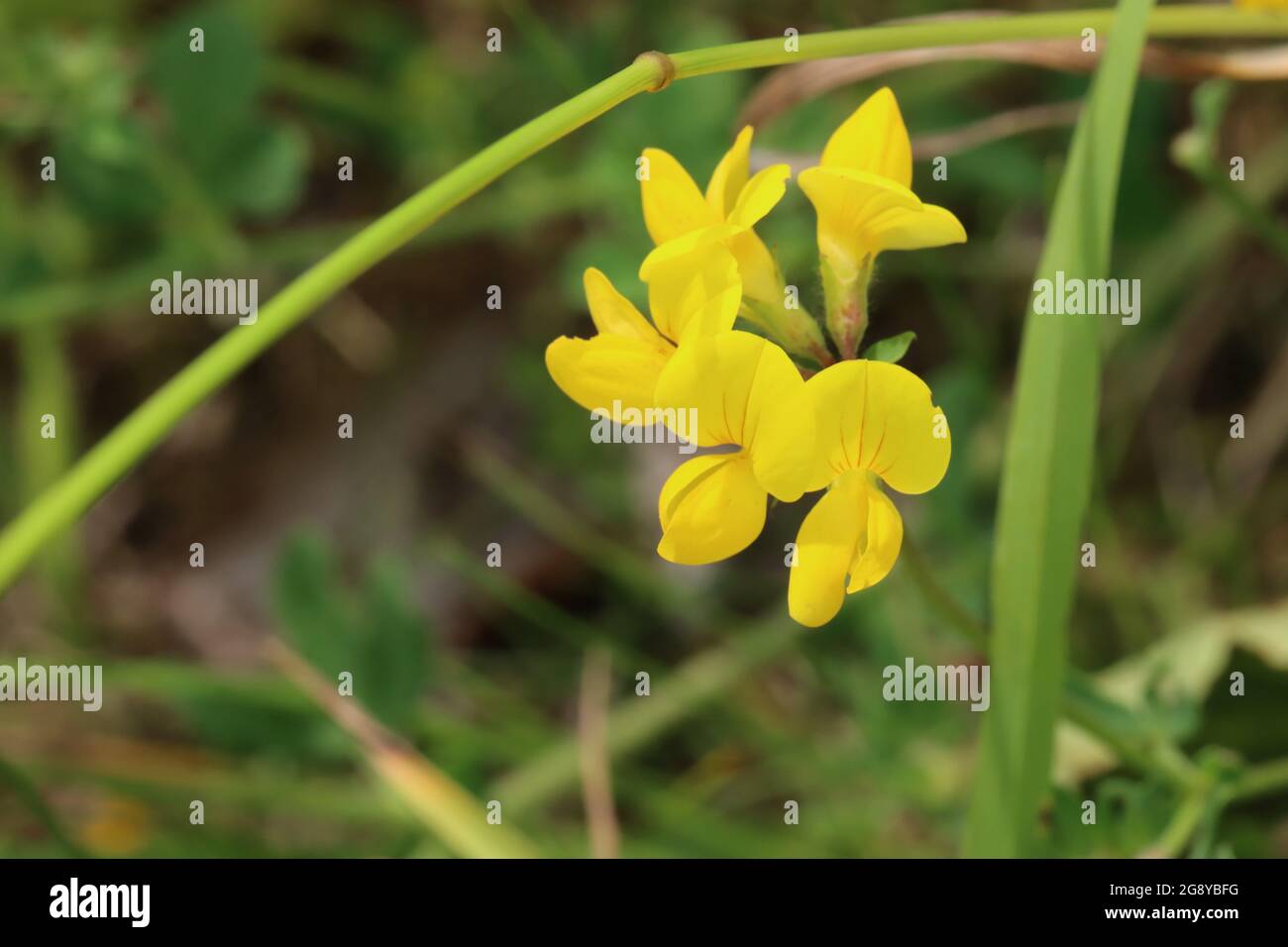 Nahaufnahme von der gelben Blüte des gewöhnlichen Hornklees Foto de stock