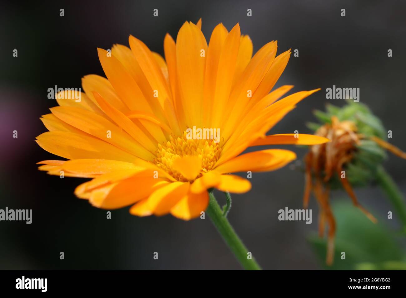 Eine Ringelblume blüht auf Foto de stock