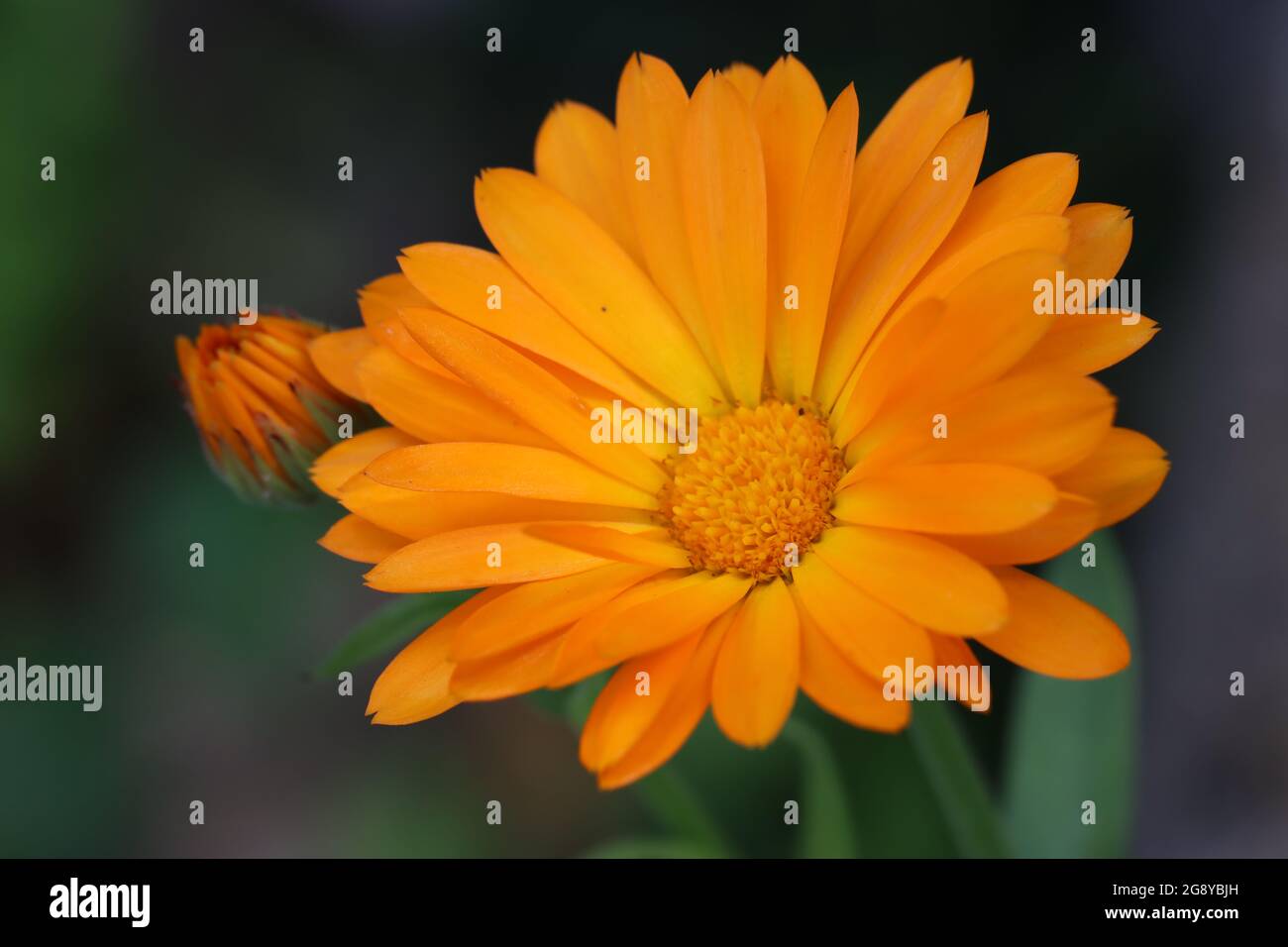 un marigold crece en mi jardín Foto de stock