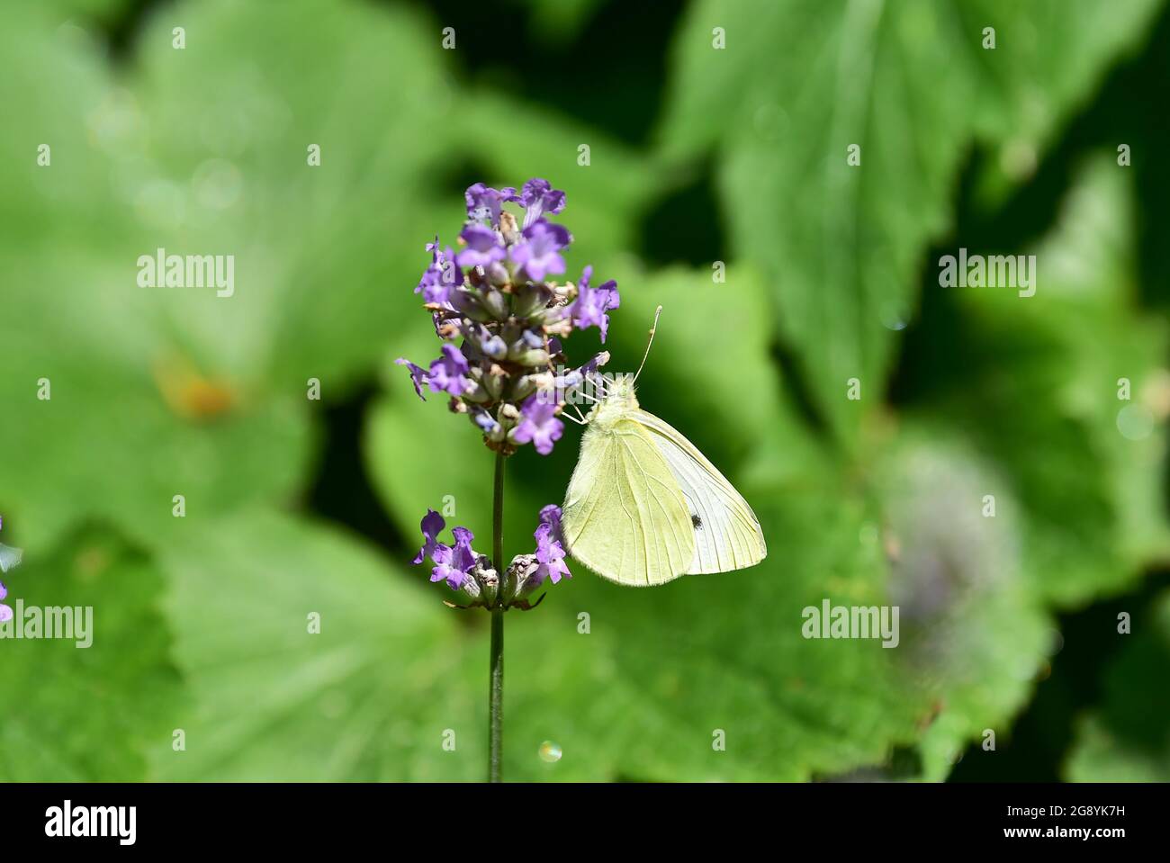 Pequeña mariposa blanca Pieris rapae en el jardín urbano en verano Foto de stock