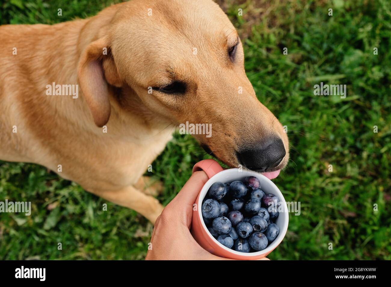 Perro y una taza de arándanos en la mano sobre el fondo de un césped verde, vista superior. Foto de stock