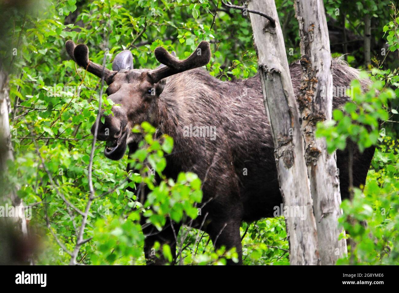 Alces jóvenes forrajeros a lo largo del sendero del Valle de Swiftcurrent, Parque Nacional Glacier, Montana Foto de stock