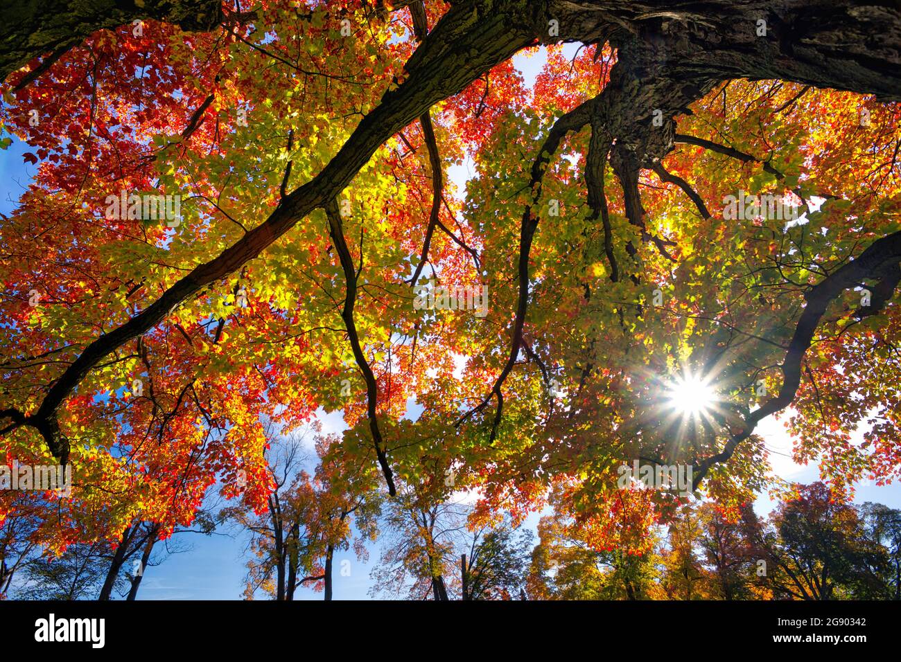 Vista en ángulo bajo del árbol de arce con un velo óptico Foto de stock