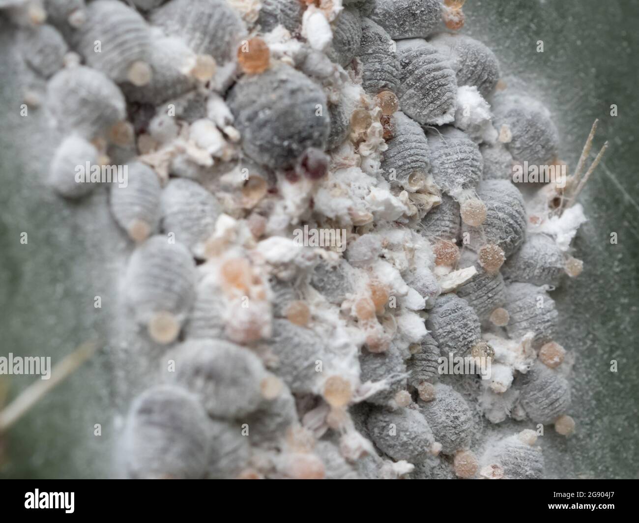Piojo cochineal o cochineal (Dactylopius coccus) sobre una cactus lea Foto de stock