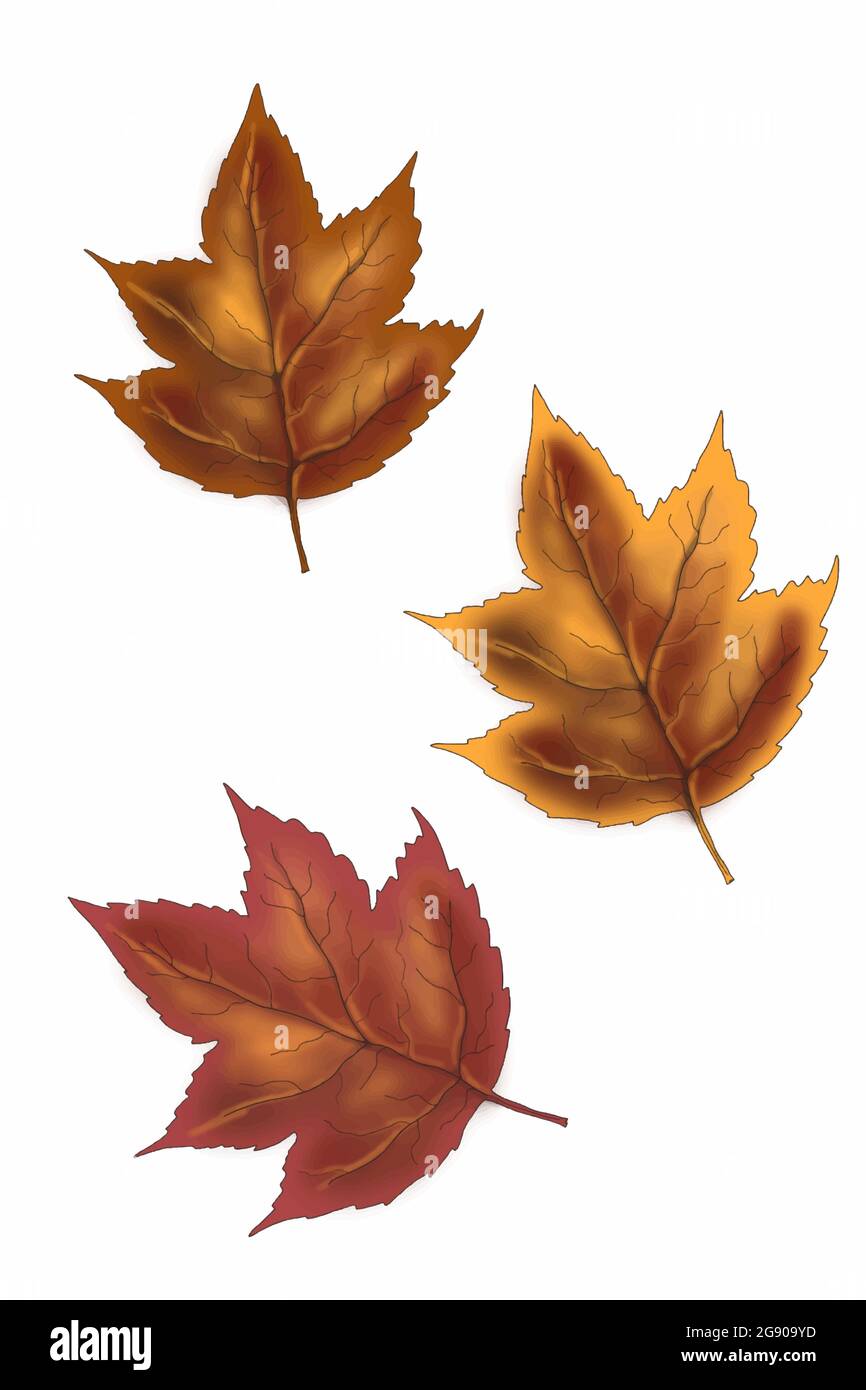 Otoño, diferentes colores, hojas, dibujos animados ilustración aislada  Fotografía de stock - Alamy