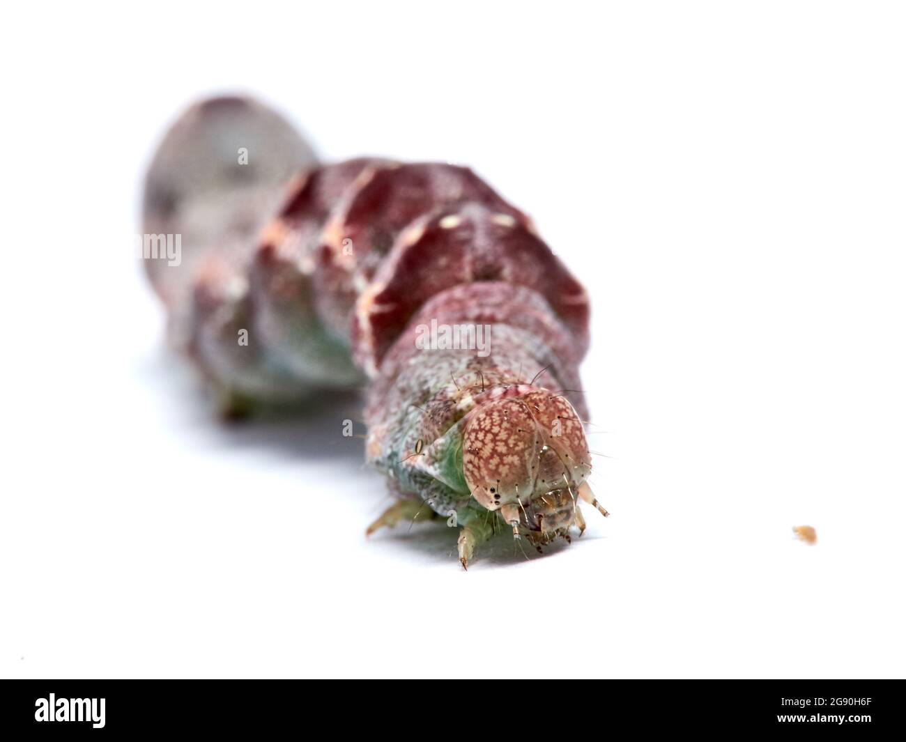 Palidez de la polilla del hombro. Acontia lucida. Foto de stock