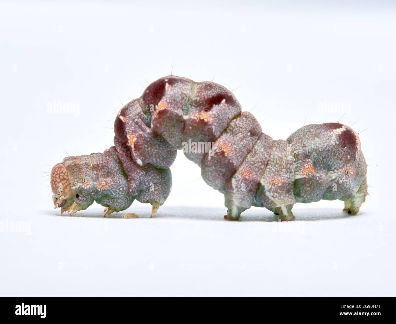 Palidez de la polilla del hombro. Acontia lucida. Foto de stock