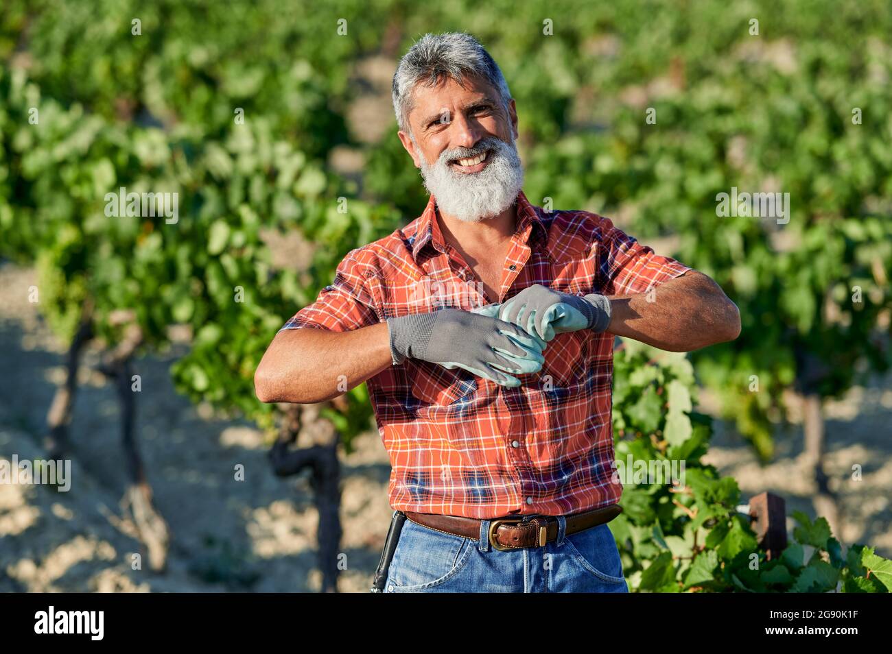 Hombre sonriente granjero quitar guantes mientras estaba de pie en la viña Foto de stock