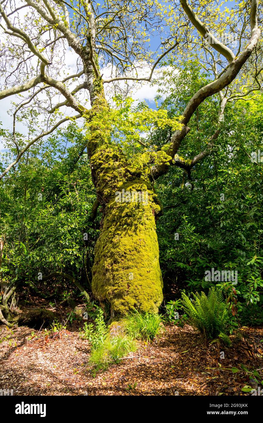 Un árbol de fresno cubierto de musgo con otros árboles que crecen en los musgos en Minterne Gardens, Dorset, Inglaterra, Reino Unido, Inglaterra, REINO UNIDO Foto de stock