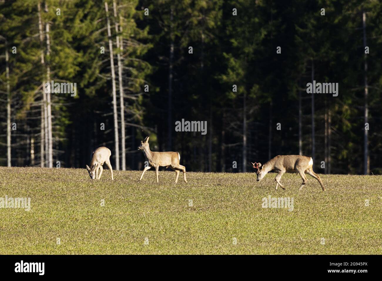 Un pequeño grupo de ciervos de huevas, Capreolus capreolus alimentándose en un campo de granos en un soleado día de primavera. Foto de stock