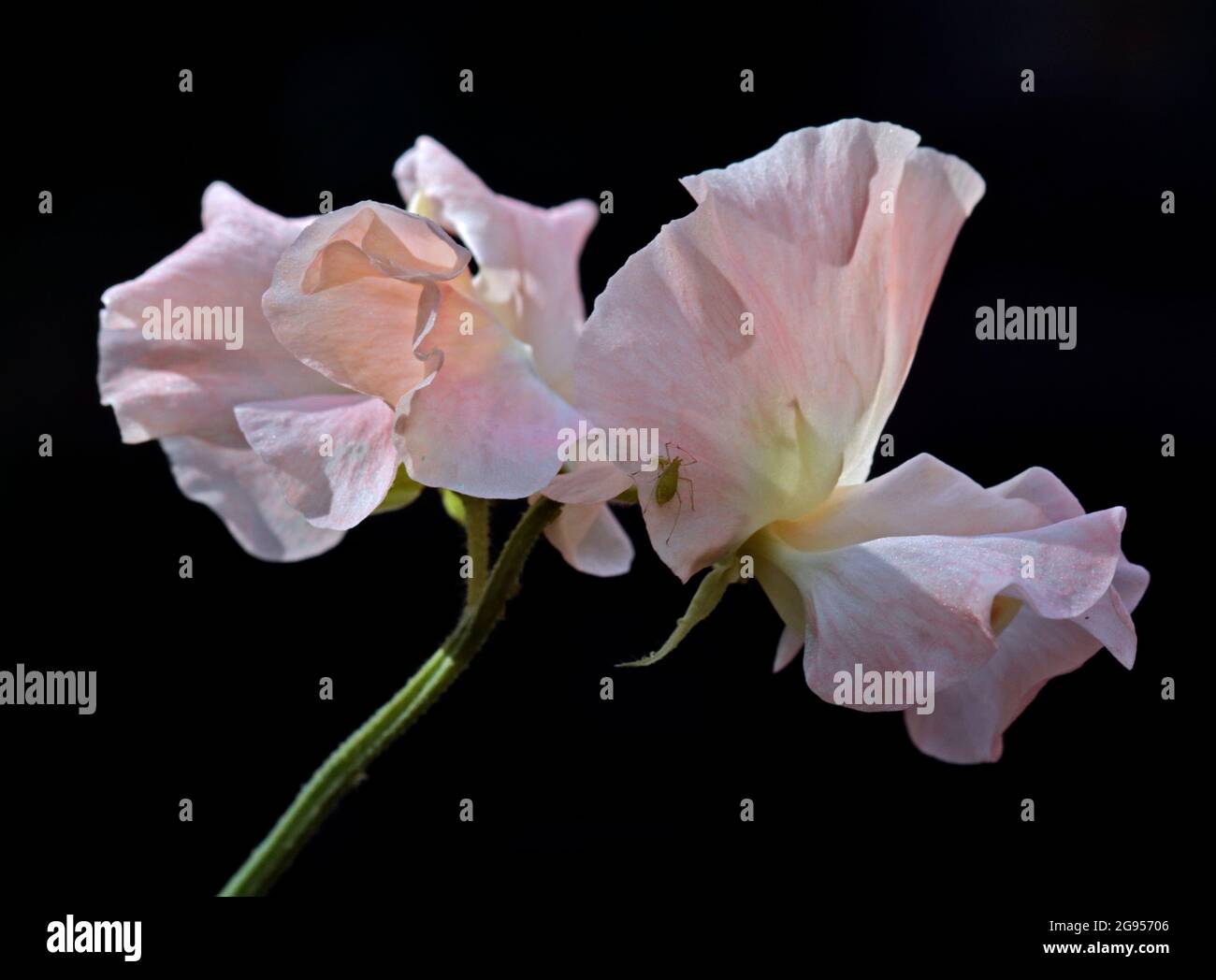 Bocaditos de champán con guisantes de olor (lathyrus odoratus) Foto de stock