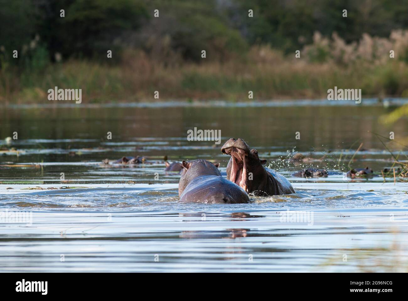 Hipopótamo en medio de humedales, sabana africana, Sudáfrica. Foto de stock