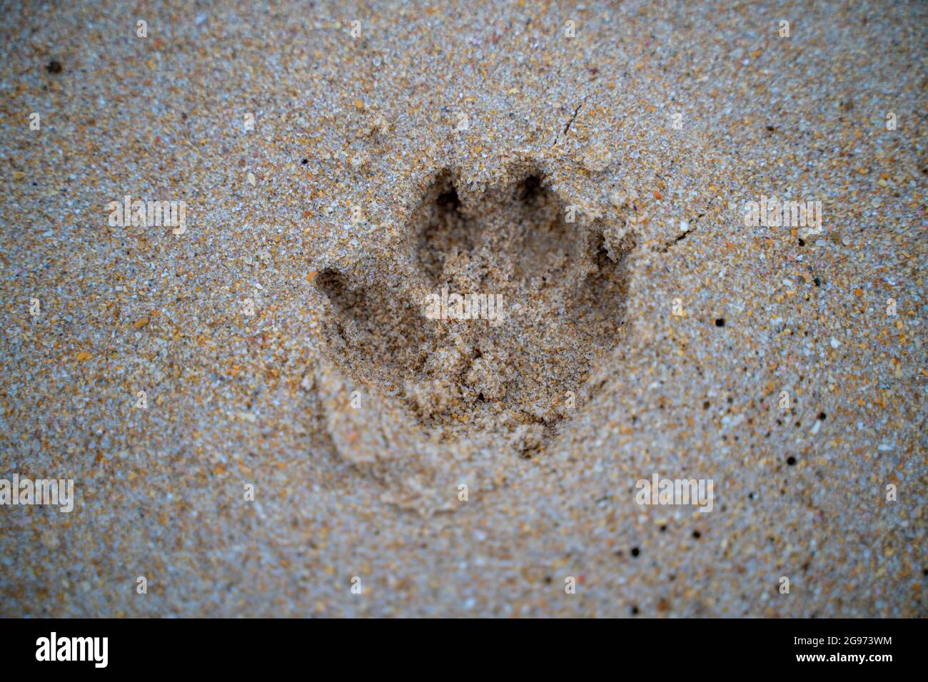 Huellas de perros en la arena de la playa, con arena marrón Foto de stock