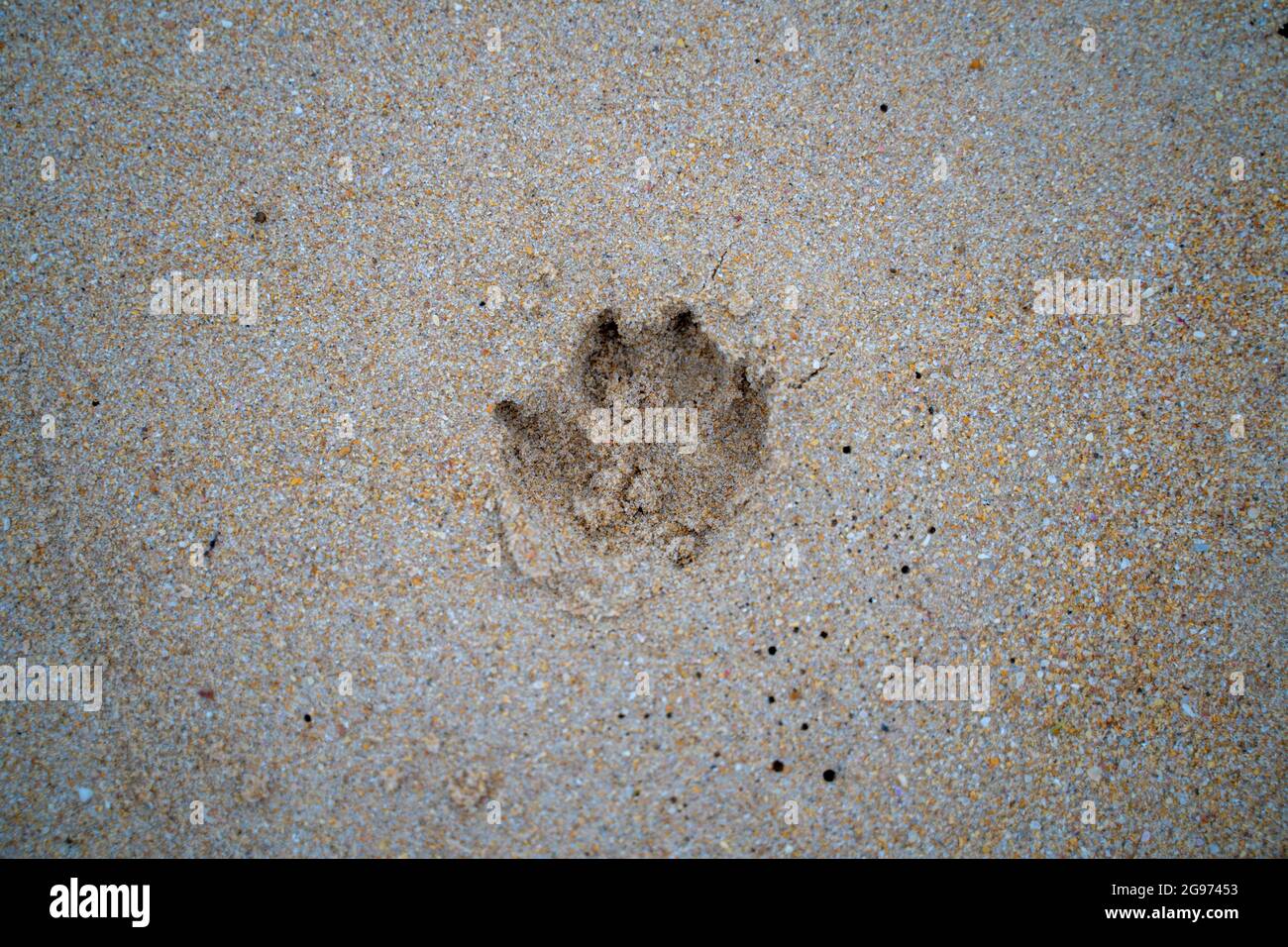 Huellas de perros en la arena de la playa, con arena marrón Foto de stock