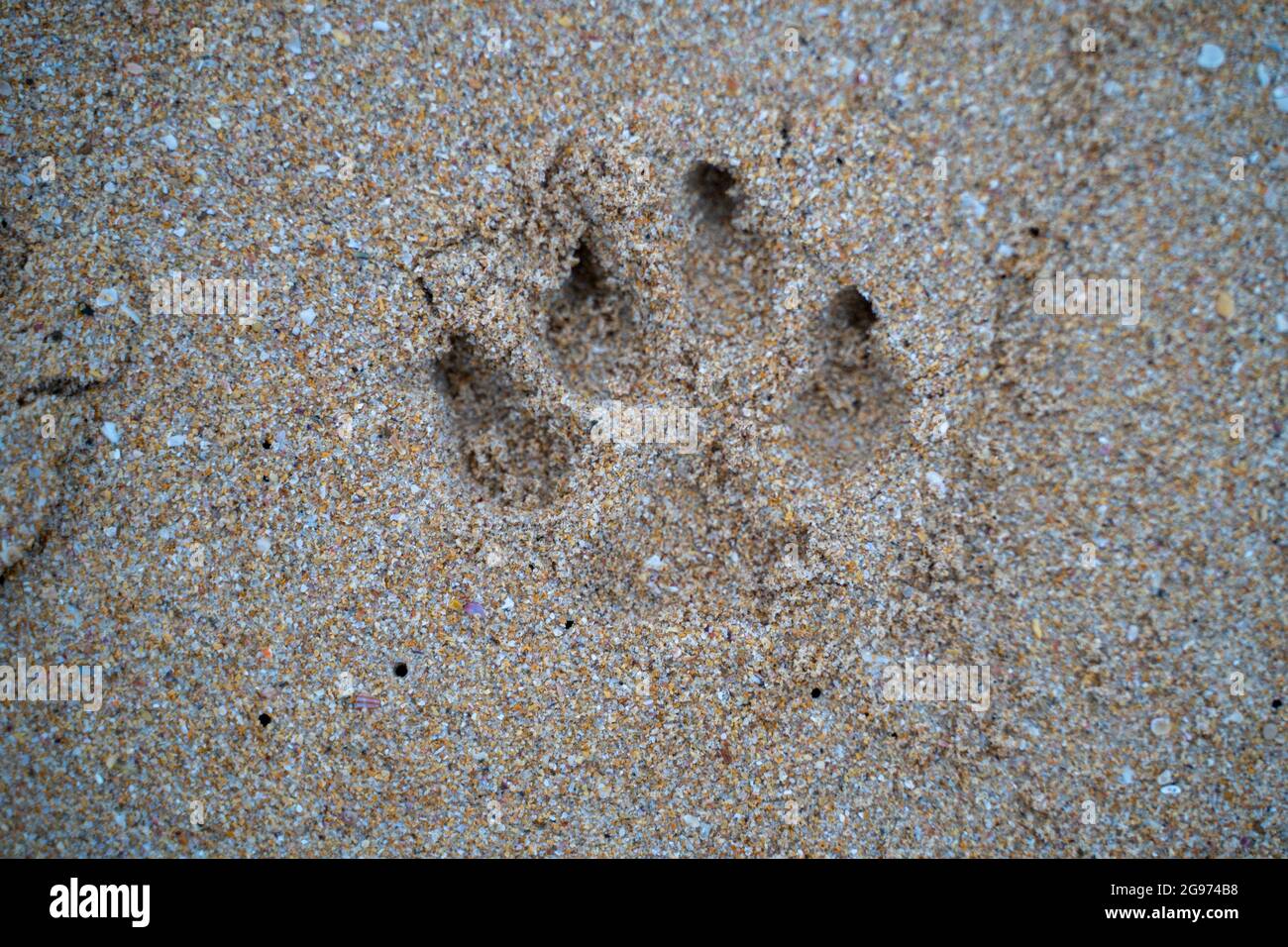 Huellas de perros en la arena de la playa, con arena marrón Foto de stock