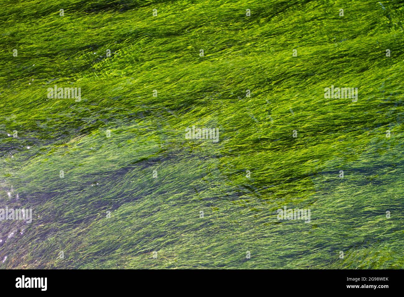 Algas marinas en los manantiales del río Pader Foto de stock