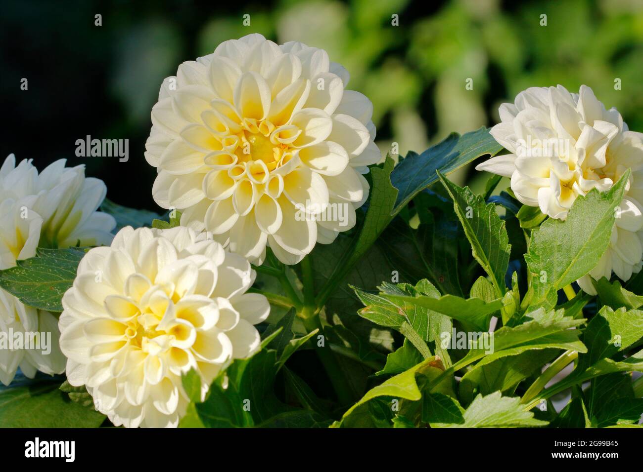 Dalias blancas fotografías e imágenes de alta resolución - Alamy