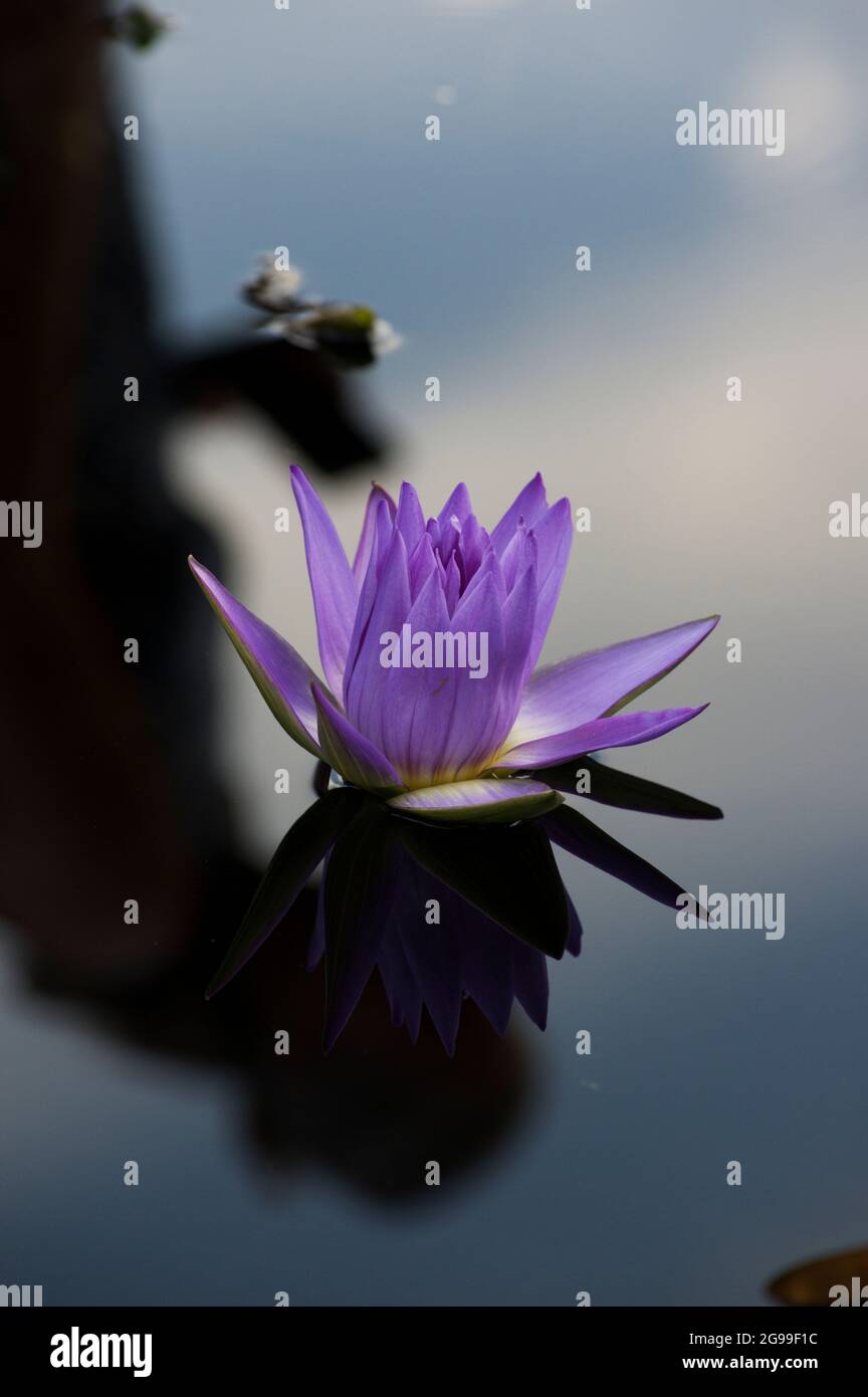 Los comedores de lotos fotografías e imágenes de alta resolución - Alamy