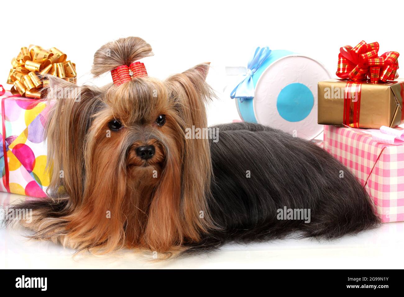 El hermoso terrier yorkshire rodeado de regalos aislados sobre blanco  Fotografía de stock - Alamy