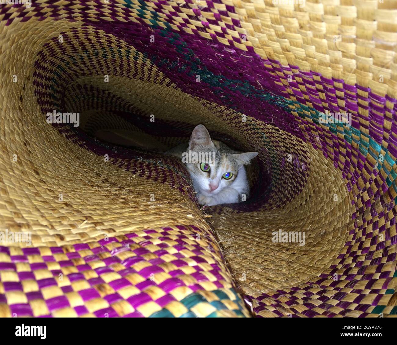 Hermoso gato asiático juguetón dentro de una Mat Foto de stock