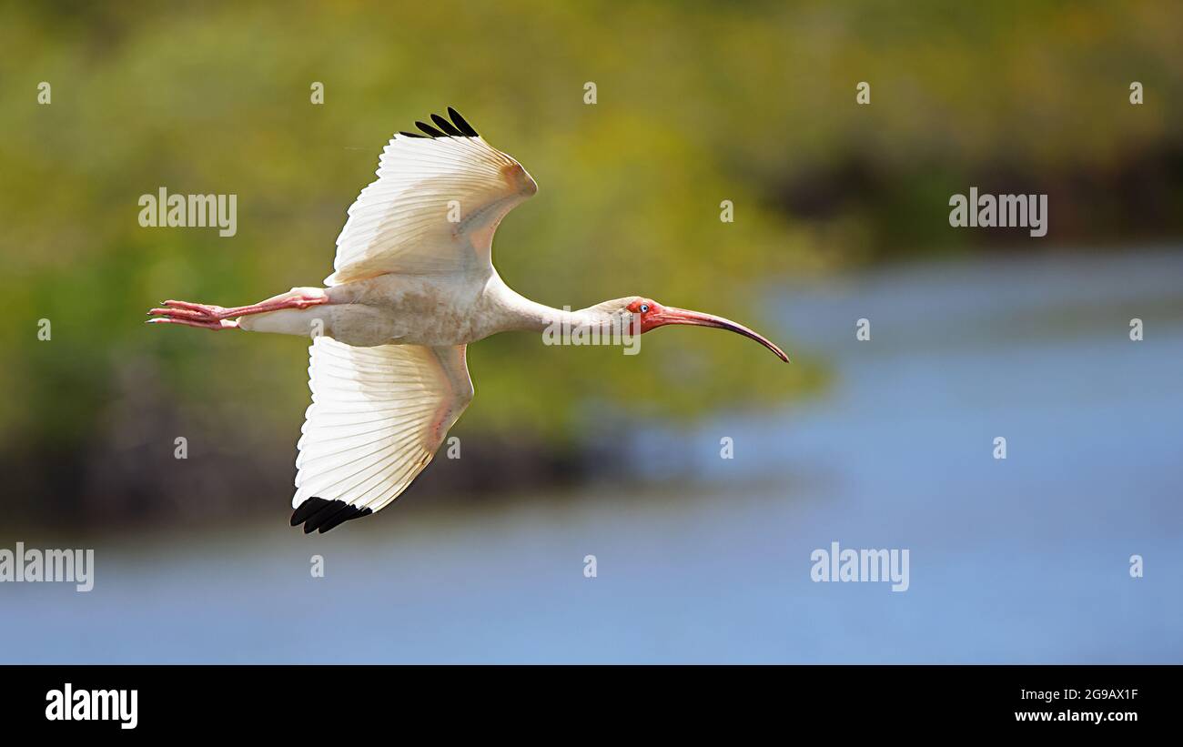 Un ibis blanco volando sobre arbustos y agua en el refugio nacional de vida salvaje Merritt Island, Florida Foto de stock