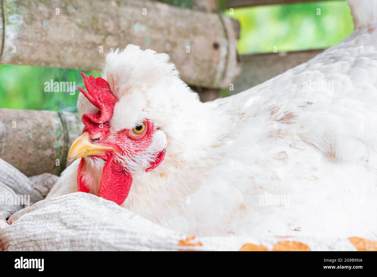 Perfil de gallina enojada fotografías e imágenes de alta resolución Alamy
