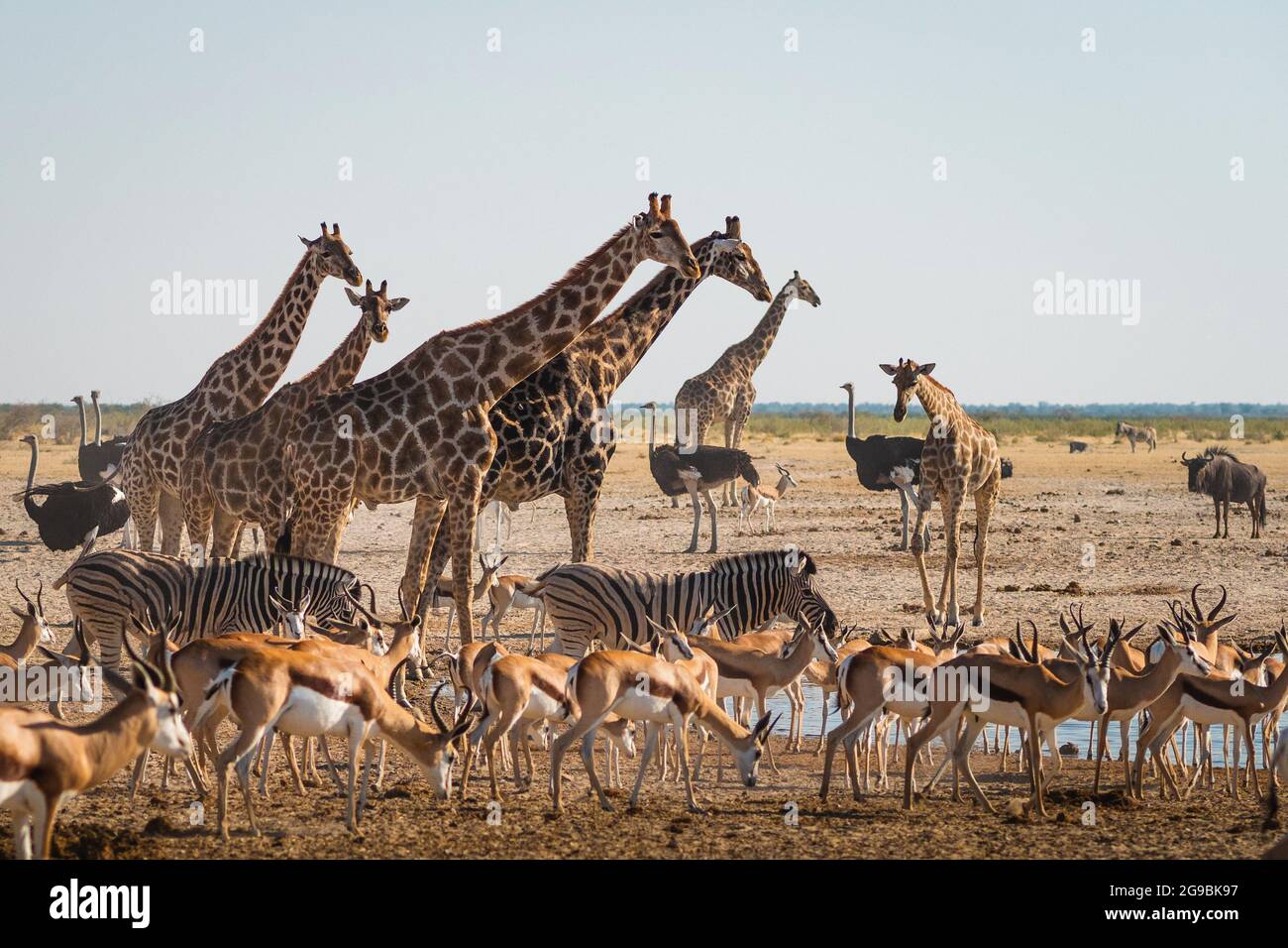 Los animales salvajes se congregan alrededor de una piscina en el Parque Nacional Etosha, al norte de Namibia, África. Foto de stock
