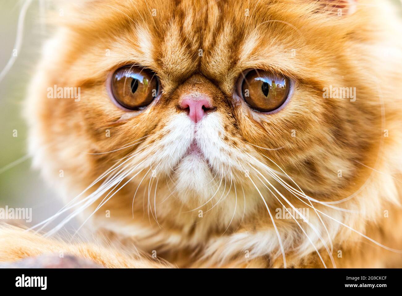 Gato persa rojo Retrato con ojos redondos grandes de color naranja  Fotografía de stock - Alamy