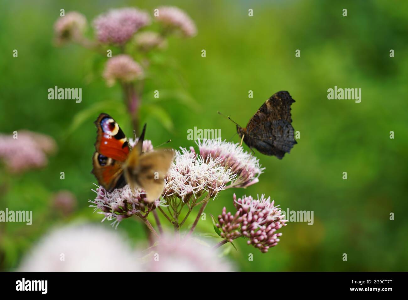 Mariposa de pavo real, Aglais io sentado en bonesets florecientes, Eupatorium canabium Foto de stock